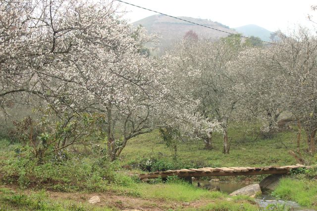 Beautiful white apricot flowers in Moc Chau, Vietnam